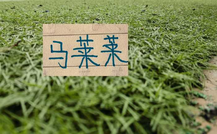 马莱莱+斯坦丘没来 这算是北京国安好消息吗